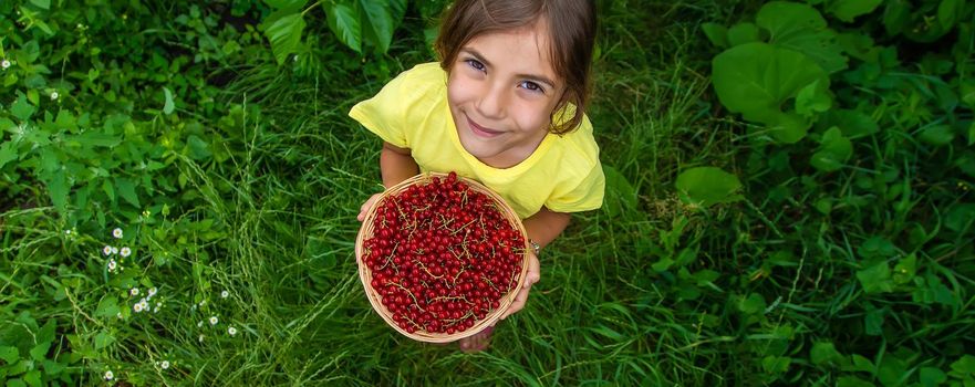 The child is harvesting red currants. Selective focus.