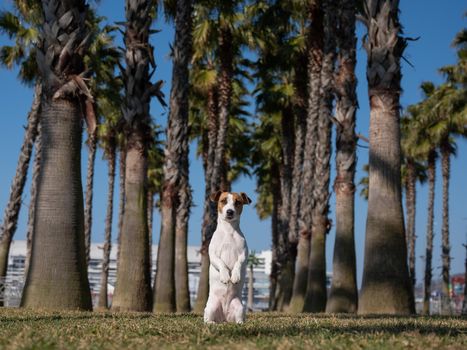 Jack Russell Terrier dog sitting under palm trees.