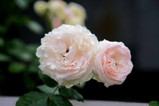 Bud of a white shrub rose with shades of pink and yellow