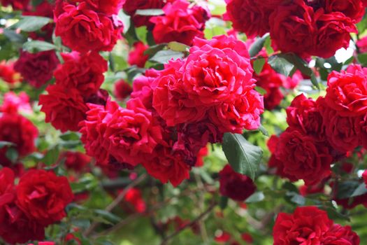 many blossomed buds of shrub roses with red petals