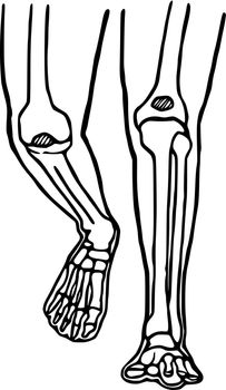Human legs hand drawn icon. Anatomical structure of the knee and ankle joints doodle art.