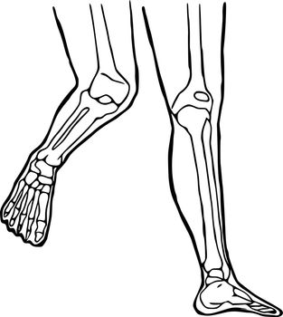 Human legs hand drawn icon. Anatomical structure of the knee and ankle joints doodle design.