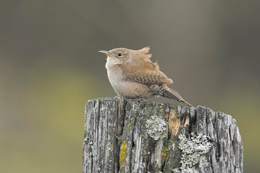 Wren's ruffled feathers on windy day.