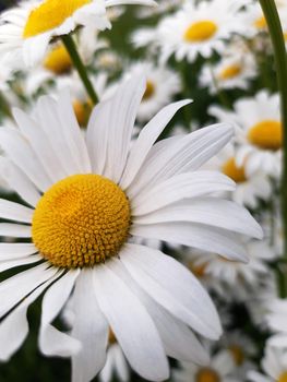 Daisies in a meadow close-up
