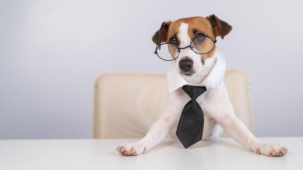 Dog Jack Russell Terrier dressed in a tie and glasses sits at a desk.