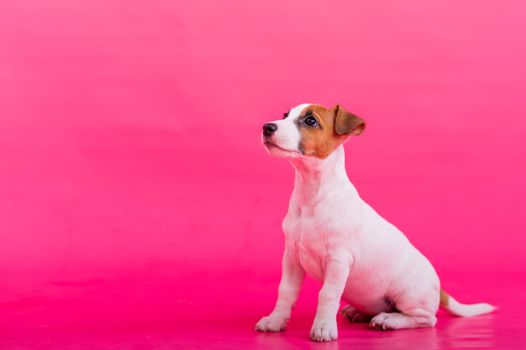 Puppy sitting on a pink background. A trained little dog fulfills the command to sit still. Purebred Shorthair Jack Russell Terrier.