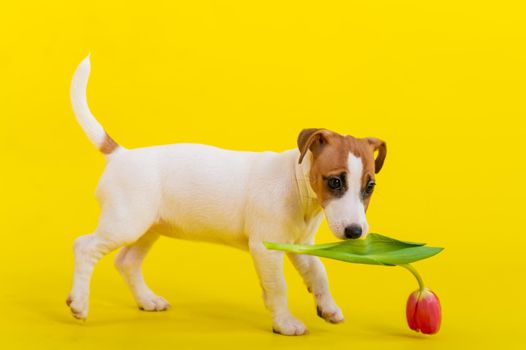 Puppy Jack Russell Terrier plays with a red tulip bud. Shorthair thoroughbred little dog cheerfully eats a spring flower on a yellow background.