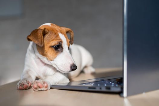 The thoroughbred dog lies on a desktop. Sad shorthair puppy Jack Russell Terrier works at a laptop.