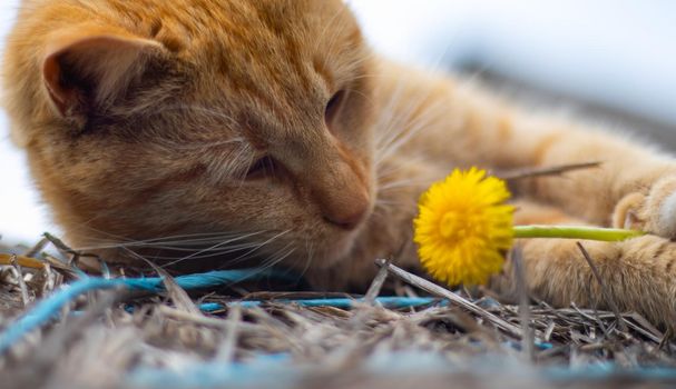 Close-up of a red domestic cat resting peacefully in the hay on a warm summer day. A funny orange striped cat basks in the sun. A cute pet is basking under the spring sun on dry grass. copy space.