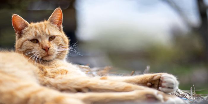 Close-up of a red domestic cat resting peacefully in the hay on a warm summer day. Funny orange tabby cat is basking in the sun. Cute pet under the spring sun on dry grass. Banner with copy space.