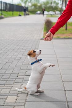 Clever puppy Jack Russell Terrier plays with the owner on the street. A thoroughbred shorthair dog jumping at the hand of an unrecognizable woman. Energetic pet in motion.