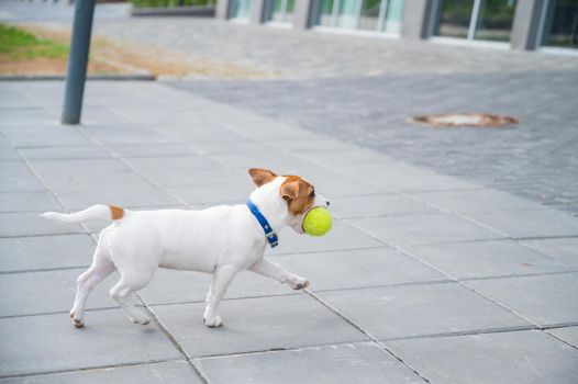 Purebred smooth-haired puppy Jack Russell Terrier plays on the street. Joyful little dog companion runs and jumps for a tennis ball. Active four-legged friend.