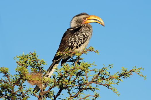 Yellow-billed hornbill perched in a tree
