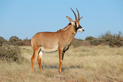 Roan antelope in natural habitat