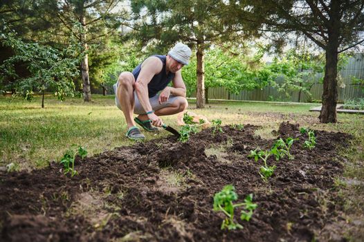 Farmer digs the ground with a garden shovel and plants tomato seedlings in black soil for growing organic vegetables in the open field of an eco farm. Agriculture, horticulture, eco farming concept