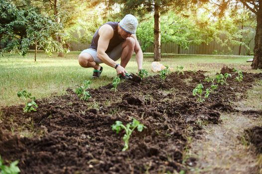 Caucasian male farmer holding saplings in his hands, bothering the ground, planting sprouted tomato seedlings in the garden in early spring. Eco farming and growth of organic vegetables