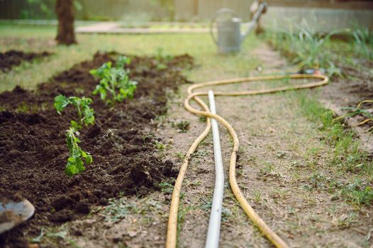 Watering hose lying on the ground next to a flowerbed of planted tomato seedlings in eco farm