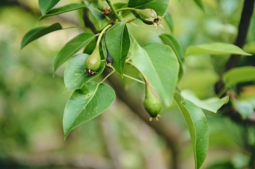 Close-up of a branch of a blooming fruit tree with ripening pears in the orchard