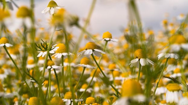 Field chamomiles flowers, alternative medicine