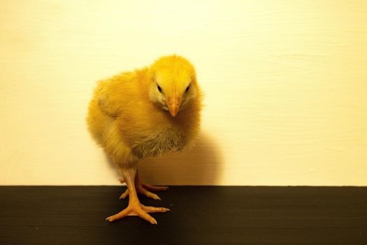 unfocused photo of a yellow little chicken