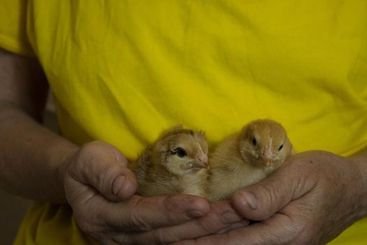 unfocused two yellow little chickens in the hands of a man