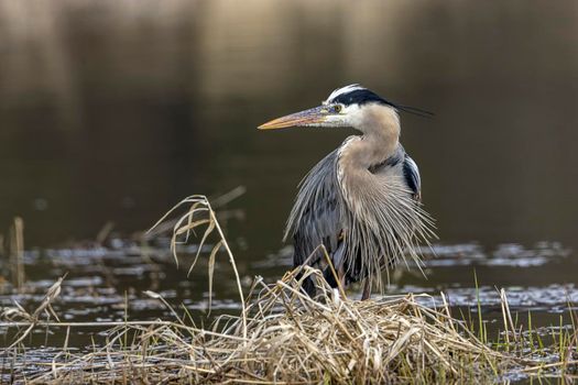 Great blue heron with a bent neck.