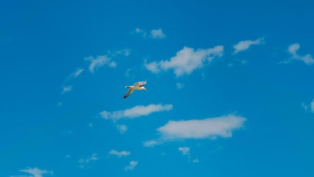 View of a seagull flying in a beautiful clear sky.
