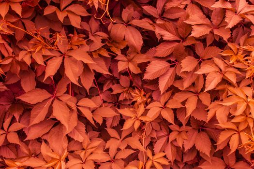 bright red ivy branches with leaves