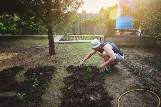 A farmer plants sprouted seedlings in a flowerbed with black soil, grows organic vegetables in an open field. The sun's rays fall on the garden. Eco farming and horticulture concept