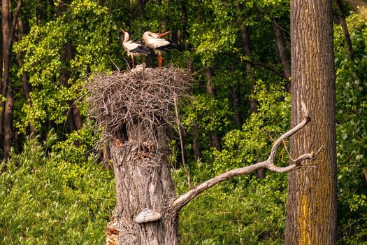 A white stork in a nest with offspring rattles its beak as a courtship ritual