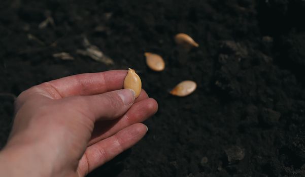 Sow seeds in the garden. Selective focus.