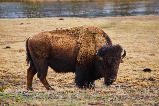 Lone bison grazing in grassy field