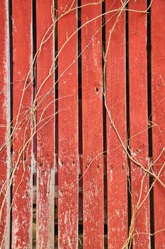 Leafless vines over faded red barnwood boards