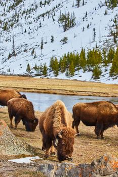 Snowy mountains and river surround herd of young bison
