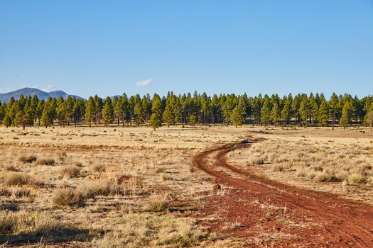 Off Road red dirt road in desert field leading into pine tree forest