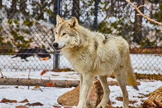 Lone white wolf during winter in fenced area