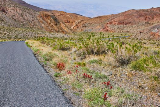 Roadside red flowers in desert next to mountains
