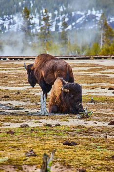 Pair of bison resting in basin of Yellowstone near boardwalk and snowy hills