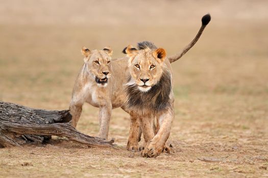African lions - Kalahari desert