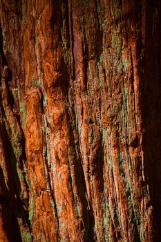 Texture asset of rich orange tree bark