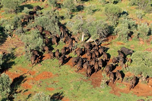 Aerial view of African buffalo herd