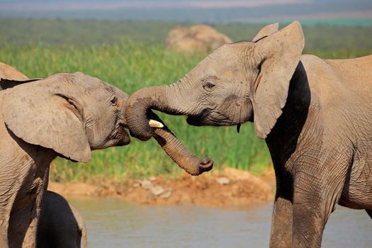 African elephants play fighting