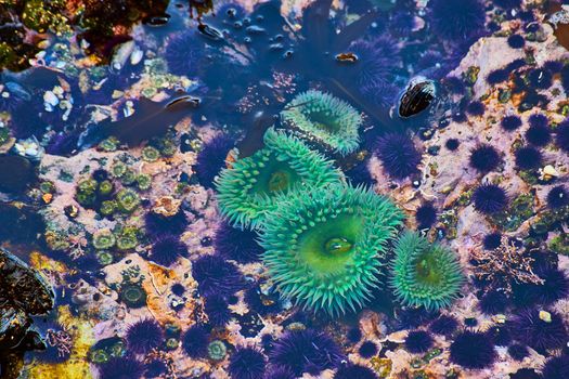 Tide pool detail of stunning green sea anemone in ocean