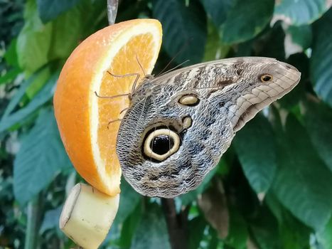 closeup of a snake-eye butterfly sitting on orange