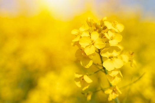 rapeseed flower on a rapeseed field background Space for text