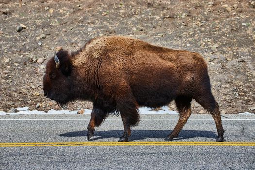 Lone bison wanders along paved road