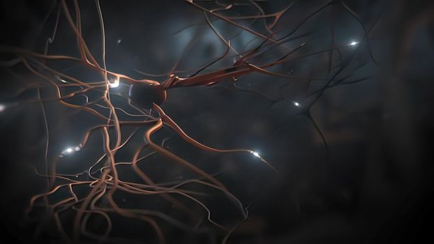 Neuron and synapses