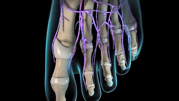 Nerve endings in the toes