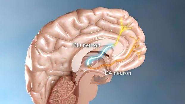 neuron activities in the brain