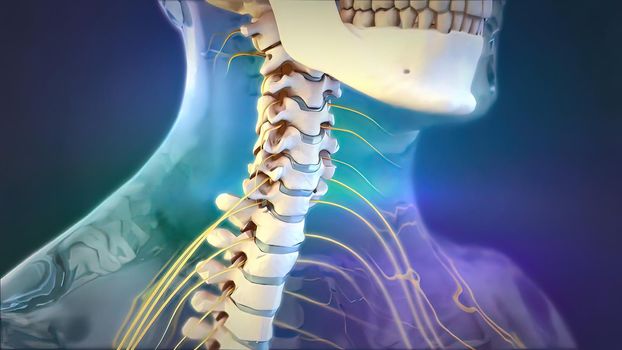 neck disc system 3d medical